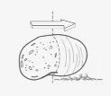 Pasare — ilustrație a categoriei de aplicație UNI-MASZ